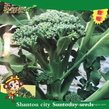 Suntoday New garden seeds catalogue vegetable F1 buying organic seeds online heriloom broccoli choysum seeds(A42006)